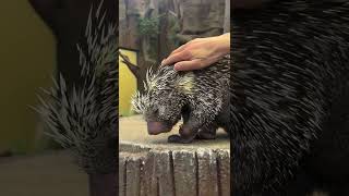 Prehensiletailed porcupine enjoys birthday scratches from care team [upl. by Einatsed]