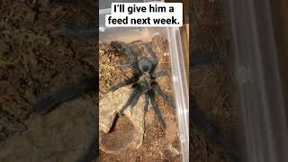 Brachypelma Albiceps Tarantula Has Moulted [upl. by Garvin267]