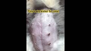 Tiny puppies dancing in mommies belly pomeranian puppy pomsky pomskybreeder adreampomskies [upl. by Cantlon]