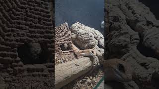 Peters banded skink fypシ゚viral animals reptile viralvideo viralshorts fyp [upl. by Serles]