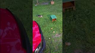 Cat Vs 2 Baby Skunks [upl. by Chenee]