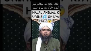 Halal janwar k 💦 sy kapray pak hoty hain ya nhi youtubeshorts shorts islam [upl. by Belding]