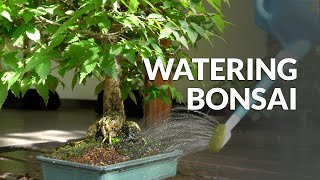 How to Water a Bonsai tree [upl. by Ahseyd]