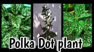 Polka Dot plant care and propagationHypoestes phyllostachya gardening tips amp tricks Malayalam🌿🌿 [upl. by Cati971]