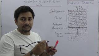 03 Absorption of Water  Transport in Plants  mineral salts absorption [upl. by Tabbatha]