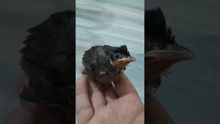 Bulbul khana khane mai bahut nakhre karti hai😎🐤birdslover youtubeshorts simranaroravlogs [upl. by Harrat270]