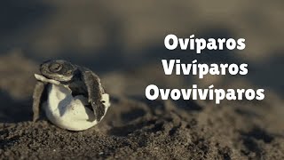 Ovíparos Vivíparos e Ovovivíparos  8º ano [upl. by Dambro729]