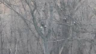 Bald eagle doing expert aerial maneuvers ￼ [upl. by Nnomae]