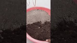 How To Grow Lemongrass At Home In Pot  Lemongrass Care [upl. by Roach]