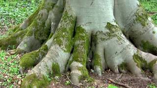 Giant Beech Tree  Early Summer [upl. by Welles]