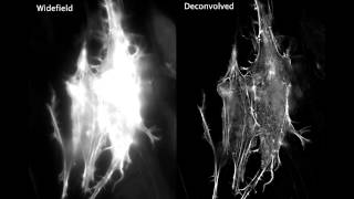 Actin dynamics viewed with deconvolution microscopy [upl. by Lsiel]