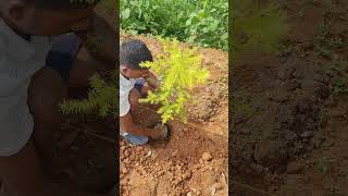 Plantation of Bottlebrush Melaleuca bracteata agro farming Plantation bottlebrush [upl. by Straub280]