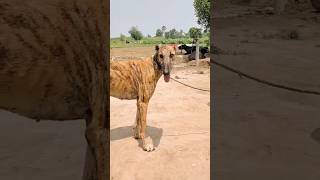 greyhound jahazi dog doglover animals village viralvideo trending shorts [upl. by Farley]