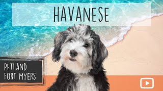 Havanese Breed Info 101 [upl. by Nylisoj]