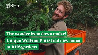 The wonder from down under Unique Wollemi Pines find new home at RHS gardens  The RHS [upl. by Idolla]