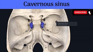 Paired Dural Venous SinusesThe Cavernous Sinuses Situation Relations Tributaries Communications [upl. by Araf]