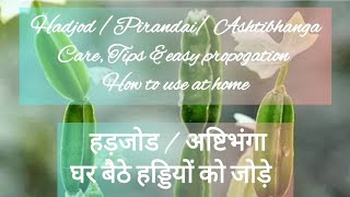 Hadjod  Pirandai  Ashtibhanga superherb हडजोड़  हड्डियों की हर समस्या का इलाज  कैसे use करें। [upl. by Glynn]