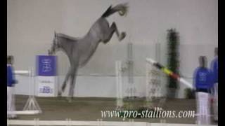 Free Jumping Horse [upl. by Idonna687]