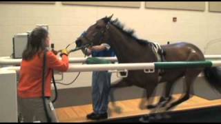 Performing Treadmill Endoscopy at Rood amp Riddle Equine Hospital [upl. by West303]