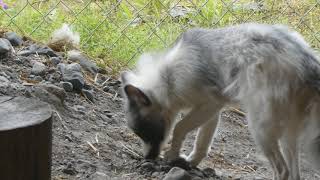 Whittier Alaska Wildlife [upl. by Lieno404]