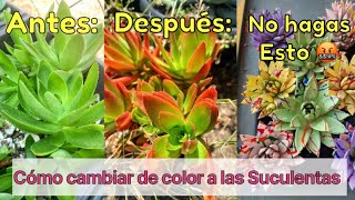 Suculentas de colores de forma Natural Cómo obtenerlo [upl. by Idonah]