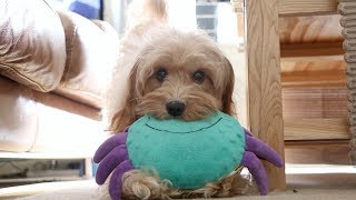 A Day In The Life Of My Cavapoo Dog [upl. by Kung]