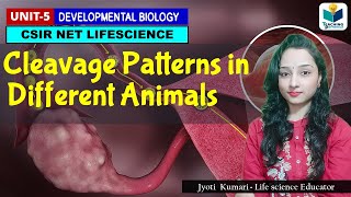 CLEAVAGE PATTERN IN ANIMLAS CSIR NET DEVELOPMENT BIOLOGY [upl. by Nalek]