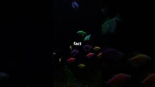 Why Fish Are Attracted to Light at Night The Science Explained facts shorts fishing fish [upl. by Esined512]