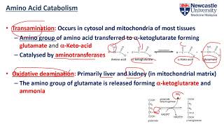 Describe the difference between glucogenic and ketogenic amino acids [upl. by Nnayecats]