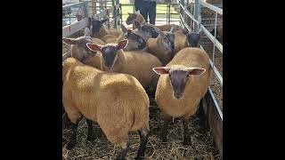 Suffolk Cheviot ewe lambs 2024 [upl. by Enneire]