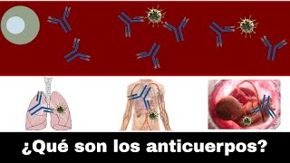 ¿Qué son y cómo funcionan los anticuerpos [upl. by Aicilaanna]