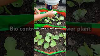 Organic biopesticide spray to cauliflower plant। shorts viralshorts ytshorts [upl. by Anelhtac]