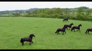 The Friesian Experience  Black Horses Ltd [upl. by Boeke]