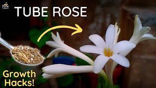 A Complete Guide On TubeRose Care  PureGreeny [upl. by Yasibit]