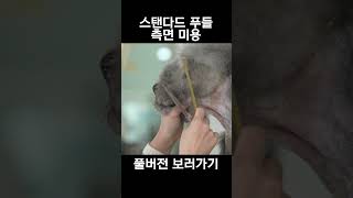 그루밍공식시즌2  스탠다드푸들 측면 미용  Poodle Grooming [upl. by Kristine282]