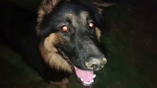 jarman safed dog fun  best video dog  germanshepherd dog puppy [upl. by Adnil]