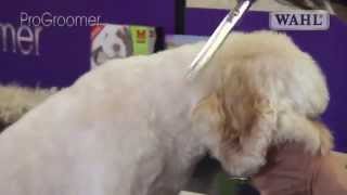 Grooming Guide  Cockapoo Pro Groomer [upl. by Templas]