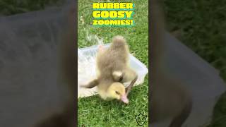 Rubbery Baby Goose Bounces Back Like A Champ OOF shorts goslings goose [upl. by Cherie]