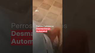 Graban a jauria de perros callejeros desmantelando automóvil [upl. by Rothschild]