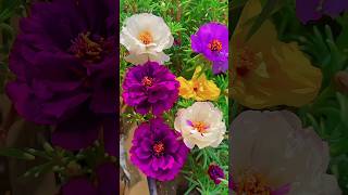 Best Care Tips for Drought Tolerant PORTULACA Moss Rose or Purslane shorts ytshorts [upl. by Currey382]