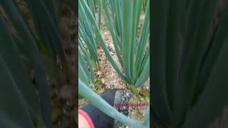 applying fertilizer on onion leeks farming vegetables shorts [upl. by Judie]