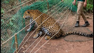 Animales que pidieron ayuda y bondad a la gente  ¡Los mejores momentos de invierno [upl. by Ankney]