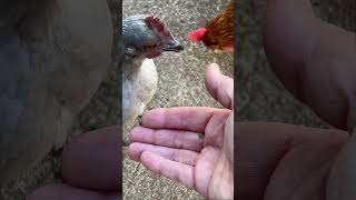 Mainstay of winter chicken diet animallover chickenchick animalshorts [upl. by Lebasiairam]