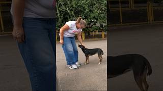 He Wanted to Be Petted So Much… dog straydogs hungrydog animalrescue dogrescue [upl. by Leuneb]