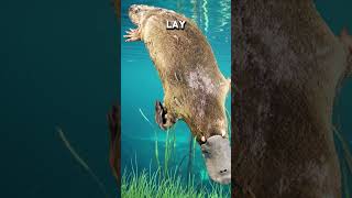 Top 5 Strange Facts You Didn’t Know About Platypuses shorts [upl. by Annor]