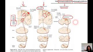 DOR  Parte 2 vias NEOESPINOTALÂMICA e PALEOESPINOTALÂMICA [upl. by Menashem]