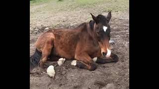 Une passion une vie pour eux les chevaux [upl. by Asilet]