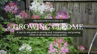 How to Grow Cleome Spider Plant from Seed Growing Cut Flower Garden Annuals [upl. by Akedijn749]