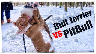 Bull Terrier vs pit bull puppy [upl. by Tore720]