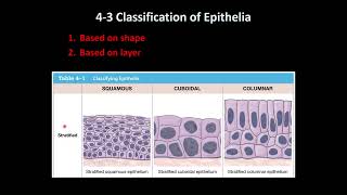 General Histology Epithelial Tissue Review [upl. by Nanyk]